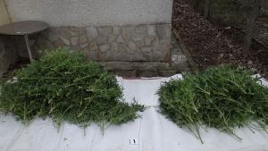 Елин Пелин наркооранжерия трева