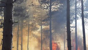Пожарникари и горски гасят голям пожар в близост до Нови