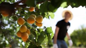 Заради замръзвания производители на плодове в Русенско търпят 100 загуби