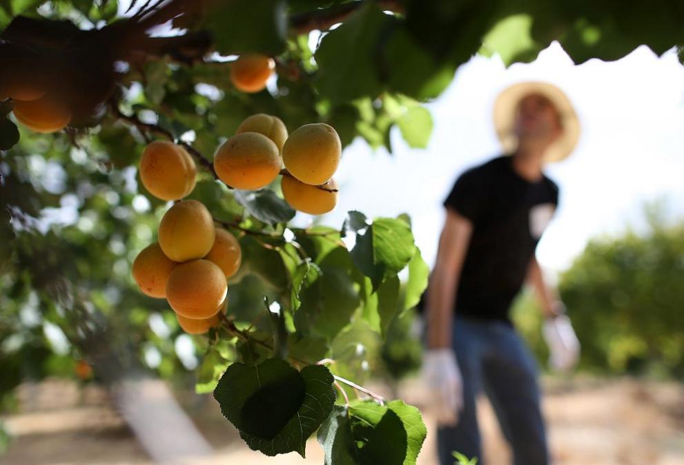 Заради замръзвания, производители на плодове в Русенско търпят 100% загуби.