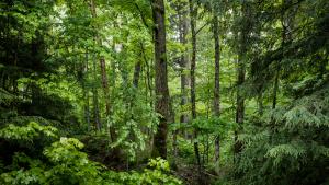 Държавата е изкупила рекордна площ частни горски през миналата година