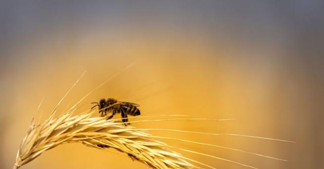 Институтът Earthwatch обяви пчелите за най важното живо същество на планетата