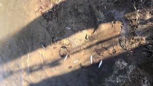 умряла риба Марица Пловдив