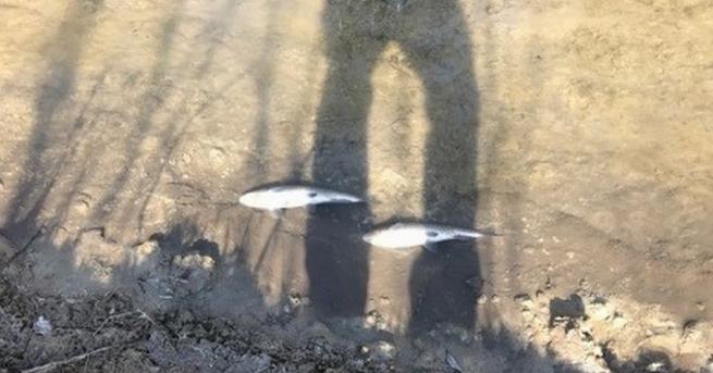 Фирма която преработва пластмаса е източник на замърсяването довело до