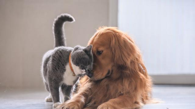 Котките и кучетата са полезни за емоционалното равновесие на децата