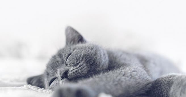 Котките водят възможно най спокоен начин на живот Ако по рано хората