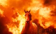  Елитни коне за десетки хиляди левове изгоряха във Врачанско 