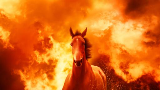  Елитни коне за десетки хиляди левове изгоряха във Врачанско 