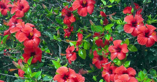 Храстовидното растение хибискус познато още като каркаде и китайска роза