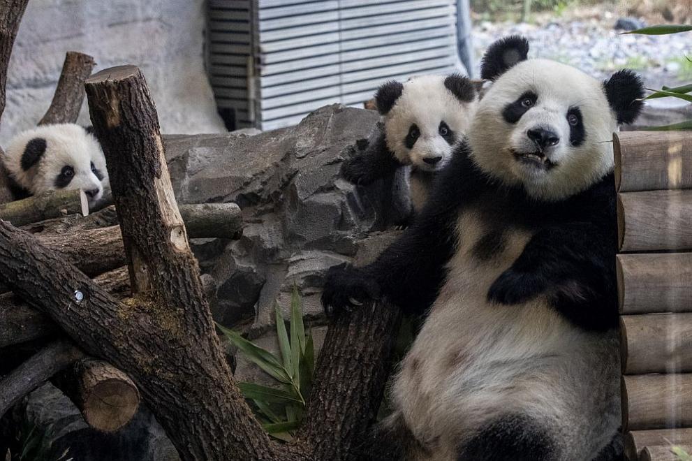  Панди в Берлинския зоопарк 