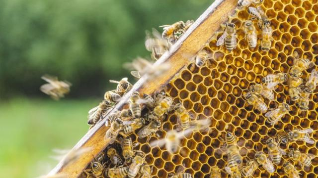 Учени откриха причини за намаляването на произвеждания от пчелите мед