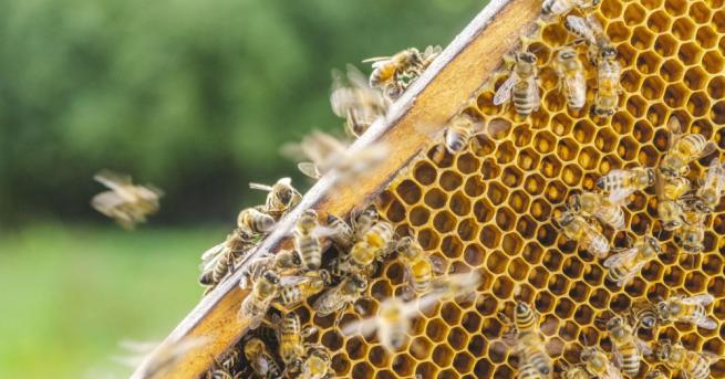 Плевен от днес е домакин на 18 то Международно изложение Пчеларство