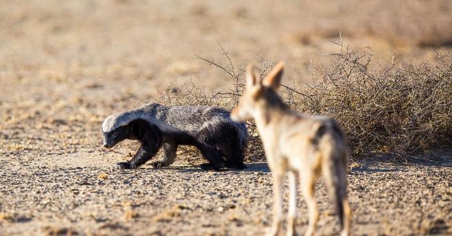 Американски изследователи на дивата природа заснеха как койот и язовец