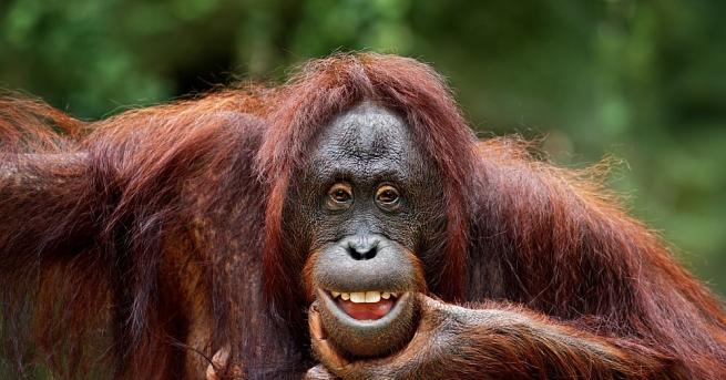 Орангутан живеещ на защитена територия на о в Борнео подаде ръка