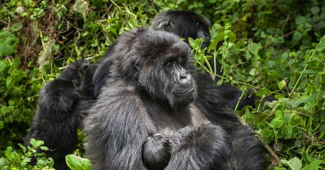 Четири редки планински горили са загинали в резултат на удар