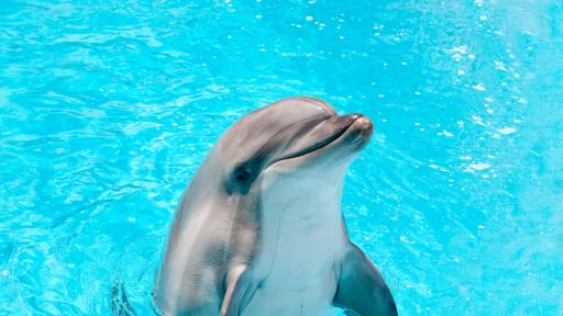  <p>Защо <strong>делфините </strong>плуват по <strong>различен метод </strong>от </div>

</article>
<style>
.youtube{
  width:100%;height:500px;
}
@media only screen and (max-width: 600px) {
.youtube {
    height:250px;
  }
}
</style>
<div style=