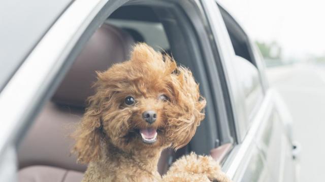 Кучетата предпочитат да се возят в ел. коли пред дизелови