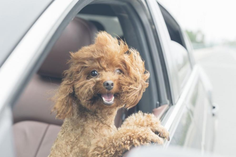 Кучетата предпочитат електрическите автомобили пред дизеловите, защото те са по-тихи