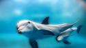 Спасителни екипи се опитват да освободят осем делфина в Окланд