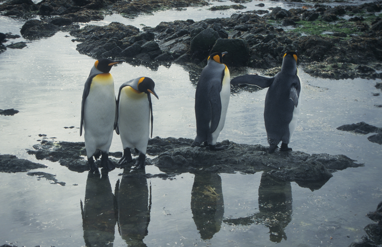 <p><strong>11. Всички пингвини живеят в южното полукълбо:</strong></p>

<p><strong>Отговор:</strong>&nbsp;Всички пингвини живеят в южното полукълбо. Смята се, че част от пингвините на Галапагоските острови може да преминават&nbsp;съответно в северното полукълбо.&nbsp;</p>