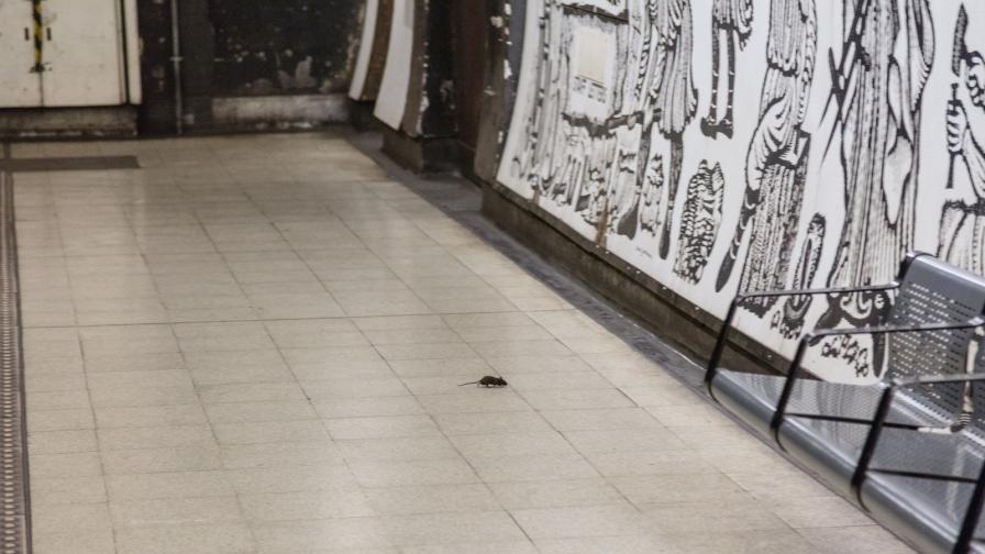 <p>Фотограф с&nbsp;<strong>уникален кадър:</strong> бой между две мишки в метро</p>