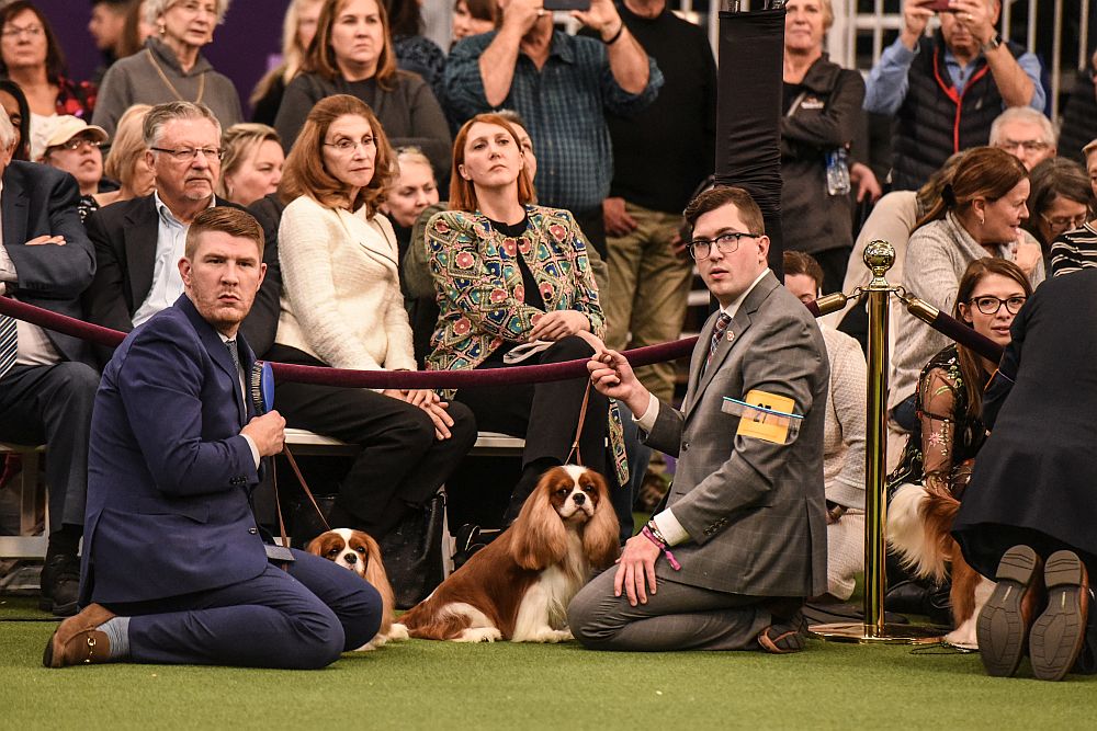 Уестминстър кенъл клъб дог шоу