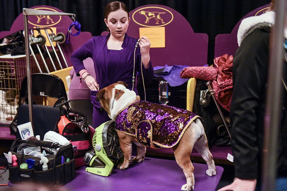 Уестминстър кенъл клъб дог шоу