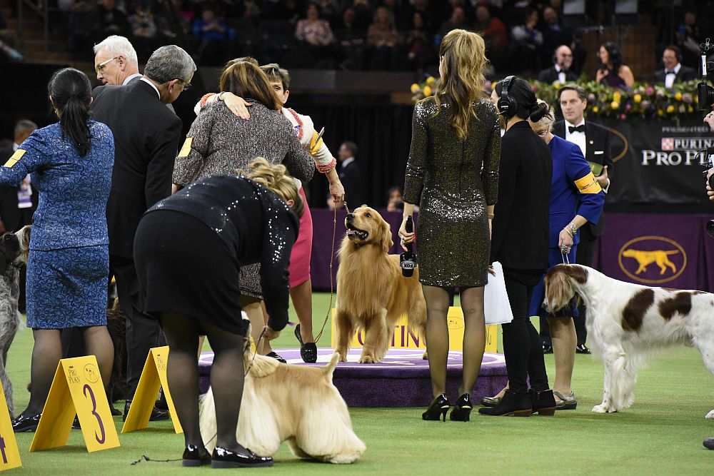 Уестминстър кенъл клъб дог шоу