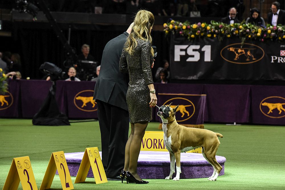 Уестминстър кенъл клъб дог шоу