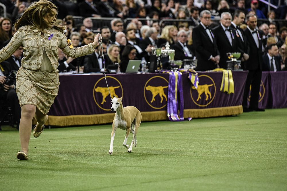 Уестминстър кенъл клъб дог шоу