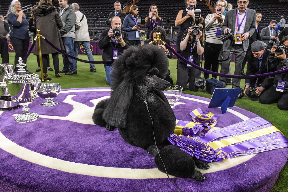 Уестминстър кенъл клъб дог шоу