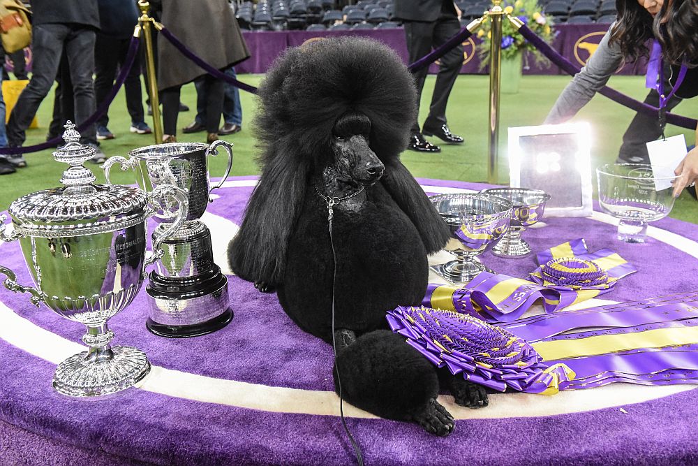 Уестминстър кенъл клъб дог шоу
