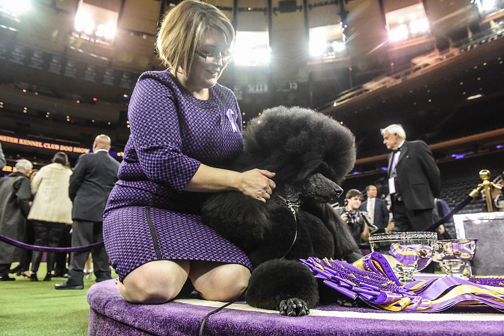 Уестминстър кенъл клъб дог шоу