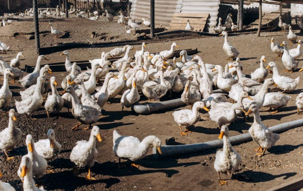 Откриха огнище на птичи грип в Добричко. Вирусът е установен