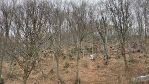 връх Ботев тела