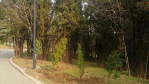 дръвчета Аязмото