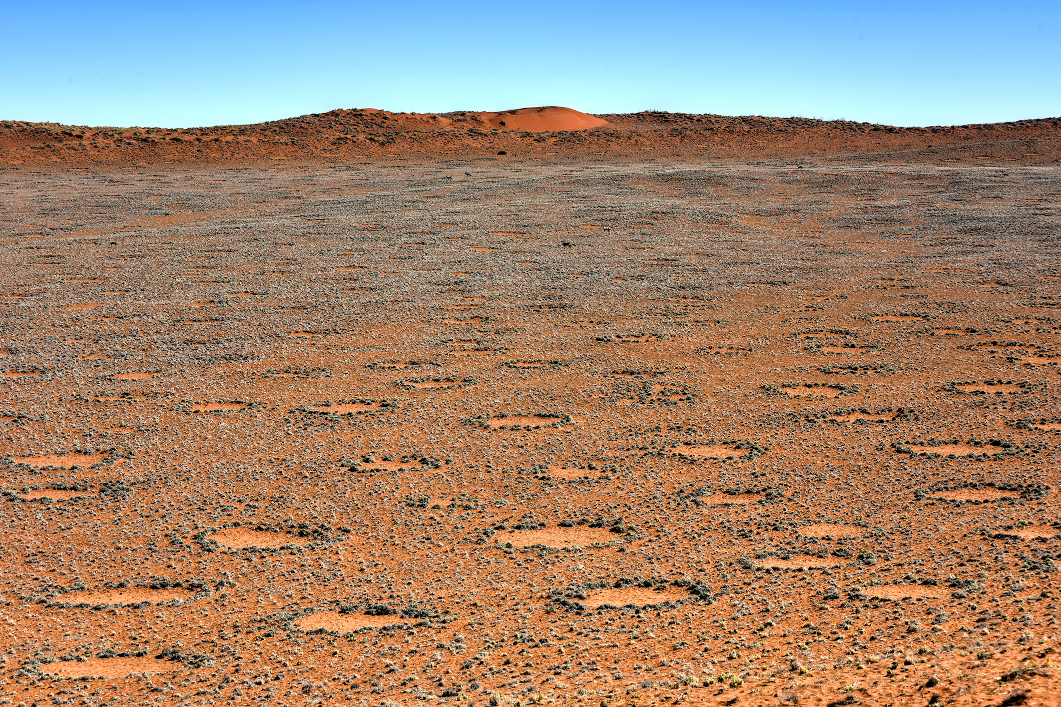 <p><strong>Мистериозните приказни кръгове в Намибия </strong></p></p><br /><br />
<p><p>В пасищата на пустинята в Южна Африка се откриват поредици от голи петна по земята. Тези кръгове са разположени на разстояние 2 и 15 метра. Обектите не са проучвани обстойно, тъй като най-близкото населено място е на 180 км. Местните разказват, че кръговете са дело на дракон, живееш под земната кора, чийто огнен дъх предизвиква мехурчета по повърхността, които изгарят растителността в почти идеални кръгове</p>