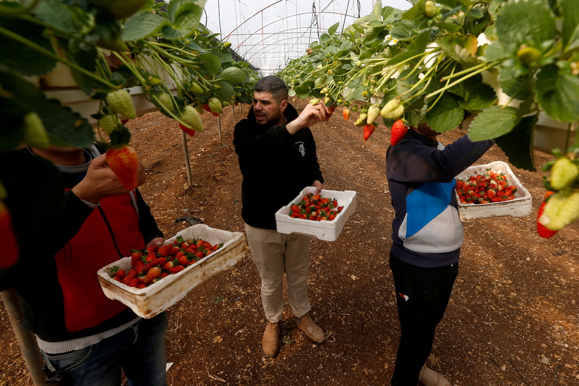 <p>Палестински работници събират ягоди във ферма в село Ател, близо до град Тулкарем, Западния бряг.</p>