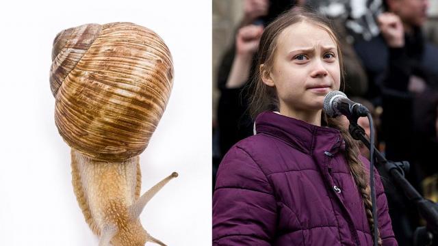 Кръстиха свръхчувствителен охлюв на Грета Тунберг