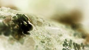 фосил водорасло