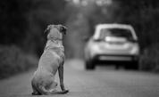  Най-самотното куче във Англия си търси дом 