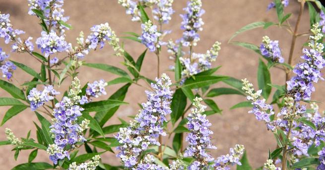 Растението витекс или аврамово дърво е едно от най популярните и