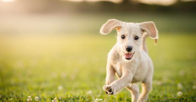 Британската благотворителна организация Medical Detection Dogs обедини усилията си с