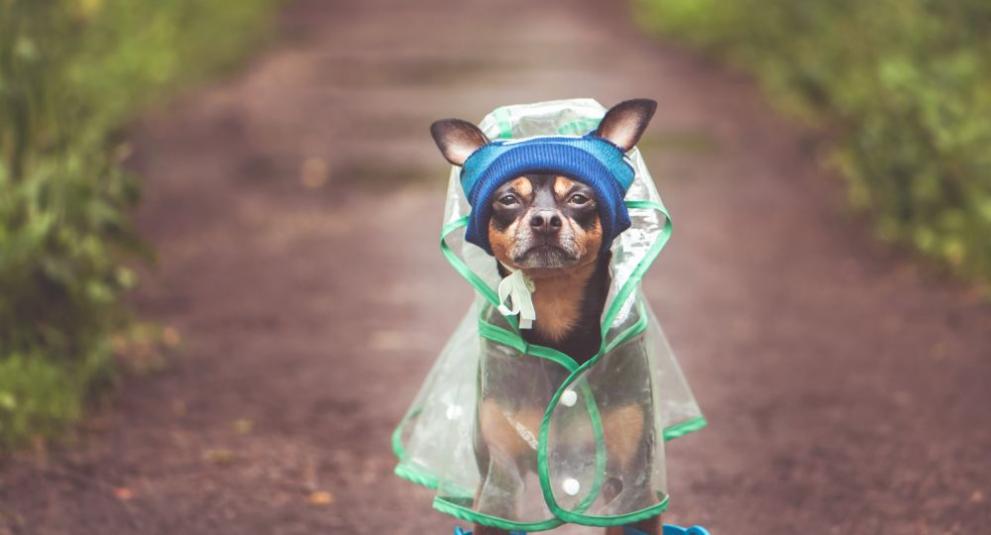  куче дъжд 