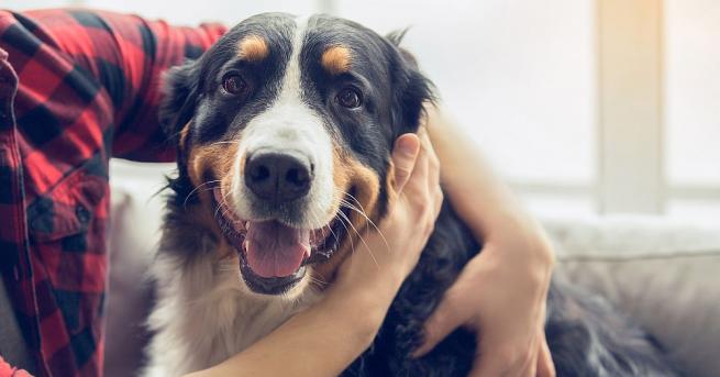 Видео показващо как лоялно куче се грижи за прикования си