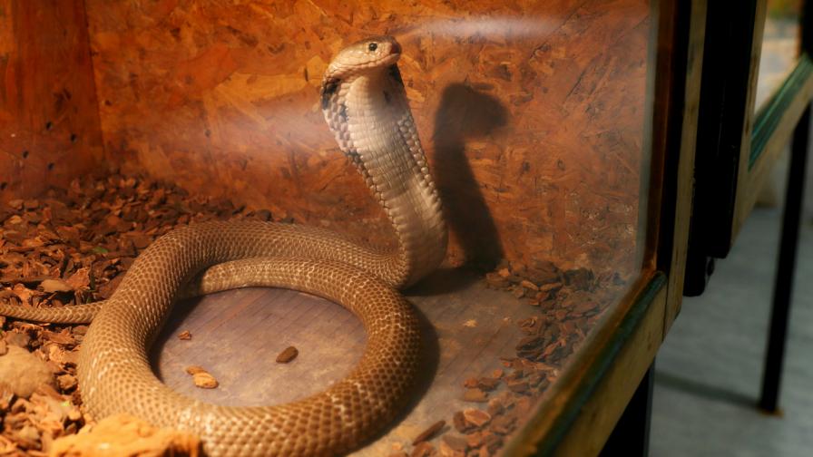 Буболечки змии музейко гущери