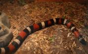  Сензационно: Змии и хлебарки в Музейко 