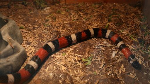  Сензационно: Змии и хлебарки в Музейко 