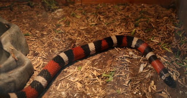 Любопитно Сензационно Змии и хлебарки в Музейко За първи път