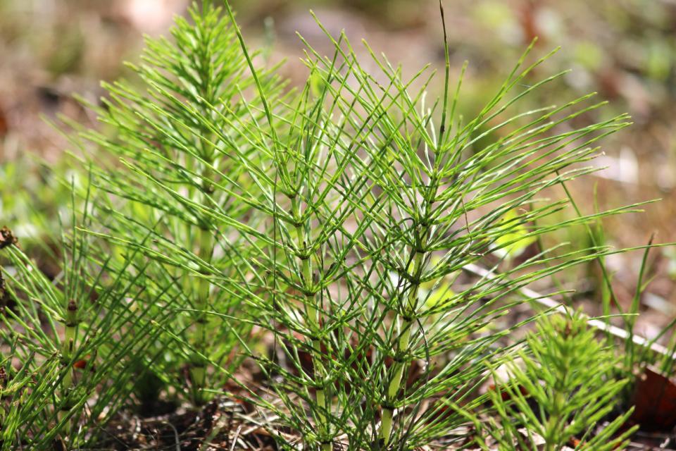  полски хвощ 